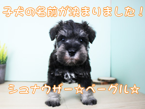 新しい仲間が増えました！